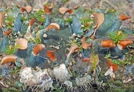 Terrarium Beautiful Felt Lichen AKA Peltigera praetextata with Phytosanitary certification and Passport, grown by moss supplier