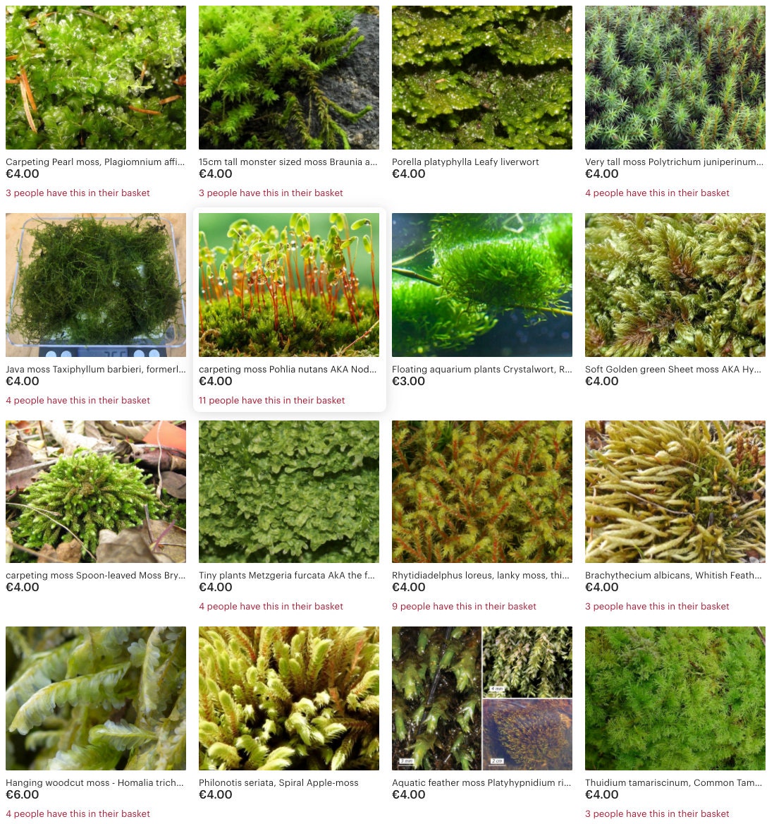 Moss collection Select 15 to 45 species of moss with Phytosanitary certification and Passport, grown by moss supplier