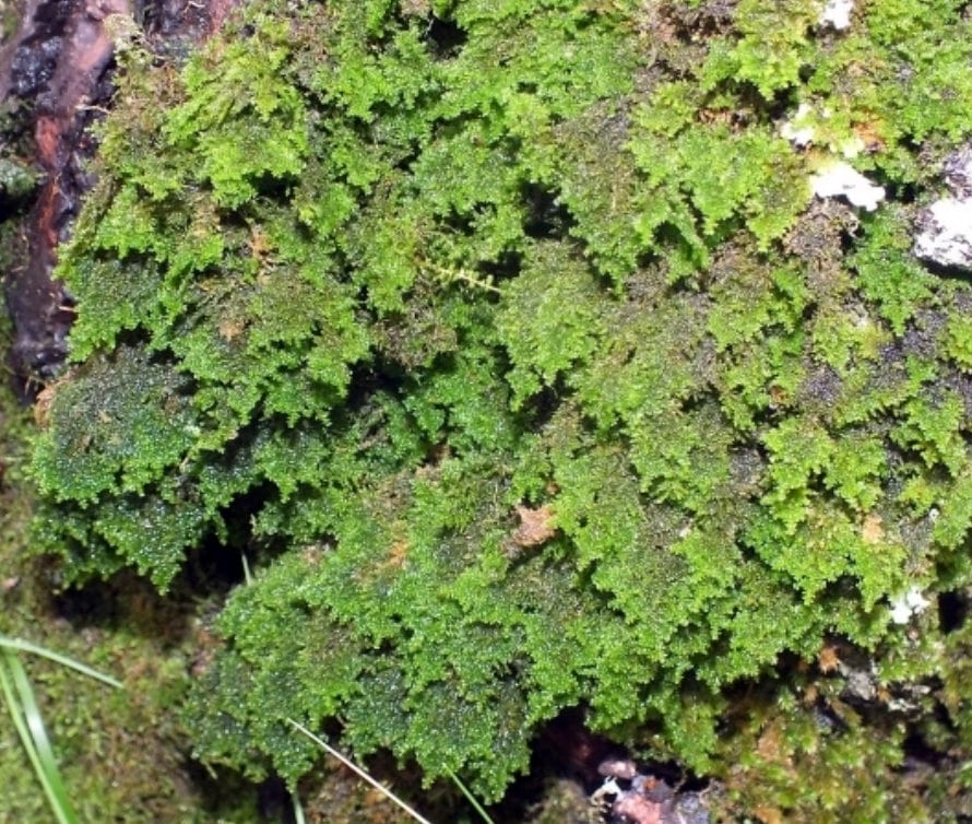 Terrarium moss, Leptodon smithii, with Phytosanitary certification and Passport, grown by moss supplier