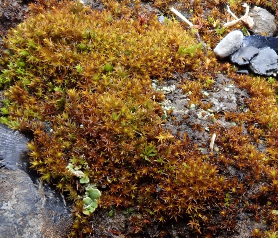Terrarium moss Bryoerythrophyllum ferruginascens, with Phytosanitary certification and Passport, grown by moss supplier