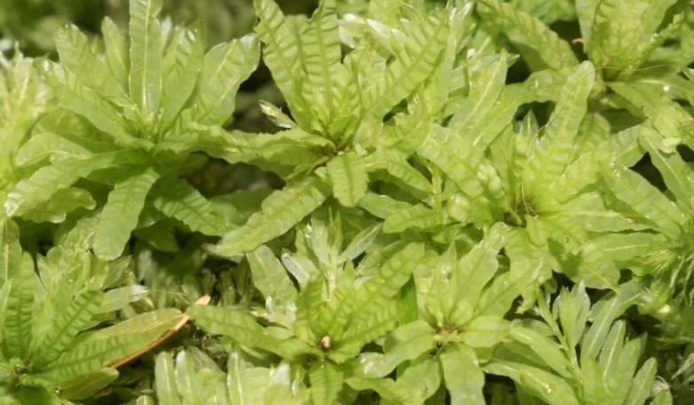Terrarium moss plagiomnium undulatum moss with Phytosanitary certification and Passport, grown by moss supplier