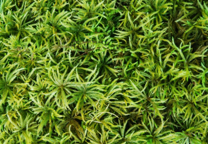 Terrarium moss Climacium dendroides, Palm Tree moss with Phytosanitary certification and Passport, grown by moss supplier