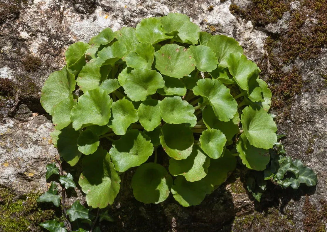3 Umbilicus rupestris tuberous roots, the navelwort, penny-pies or wall pennywort, Perfect for terrariums vivariums and rock wall gardens!