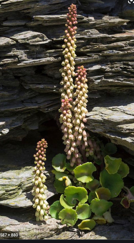 3 Umbilicus rupestris tuberous roots, the navelwort, penny-pies or wall pennywort, Perfect for terrariums vivariums and rock wall gardens!