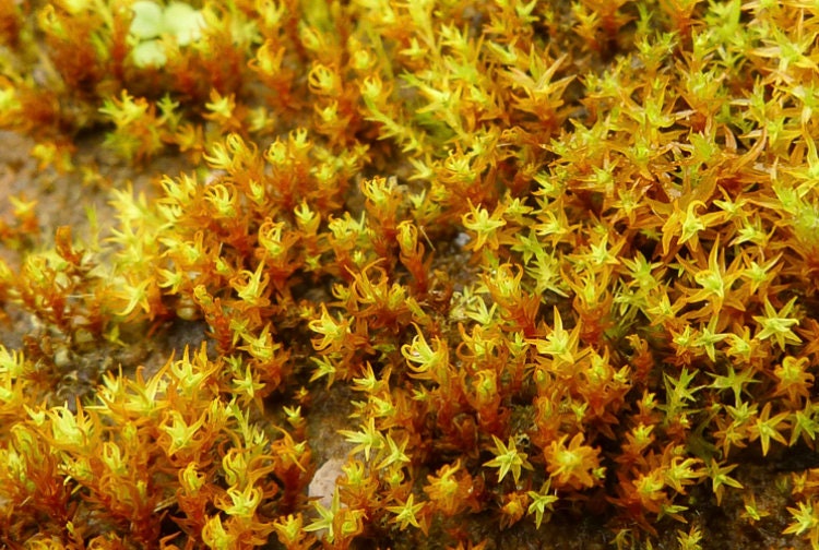 Terrarium moss Bryoerythrophyllum ferruginascens, with Phytosanitary certification and Passport, grown by moss supplier