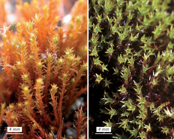 Terrarium moss Bryoerythrophyllum ferruginascens, with Phytosanitary certification and Passport, grown by moss supplier
