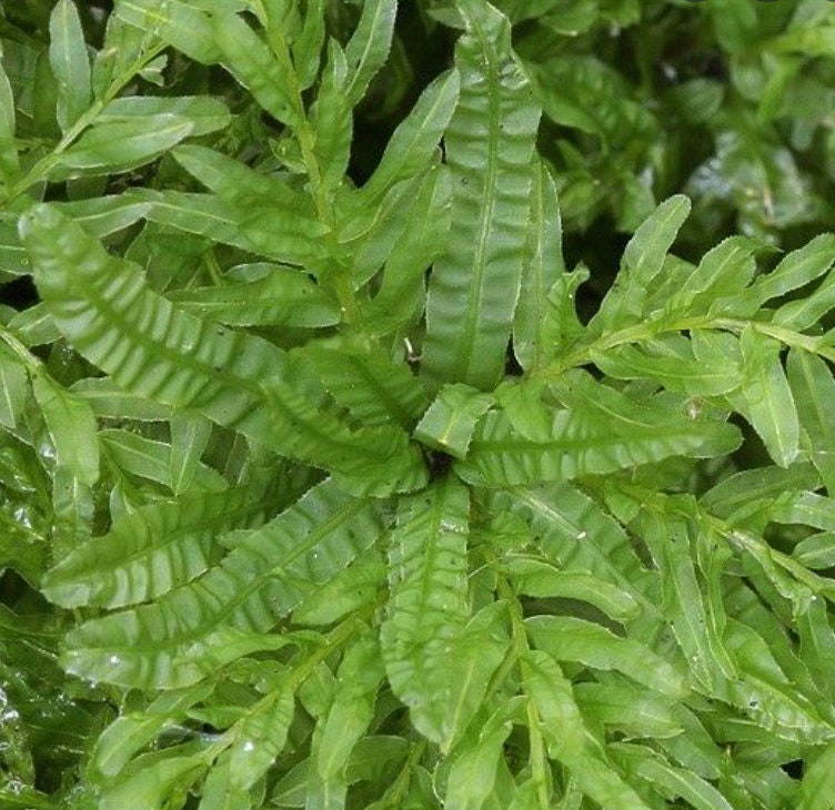 Terrarium moss plagiomnium undulatum moss with Phytosanitary certification and Passport, grown by moss supplier