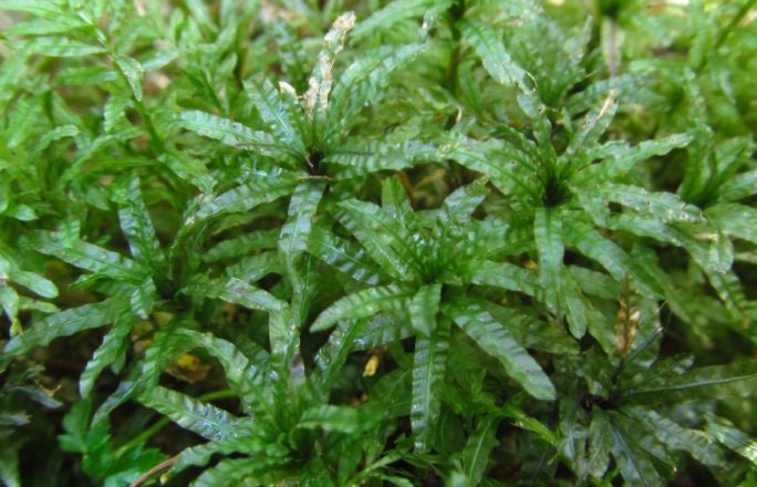 Terrarium moss plagiomnium undulatum moss with Phytosanitary certification and Passport, grown by moss supplier