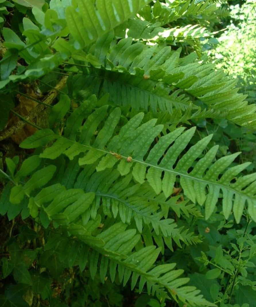Liquorice fern, Polypodium vulgare rhizomes with Phytosanitary certification and Passport, grown by moss supplier