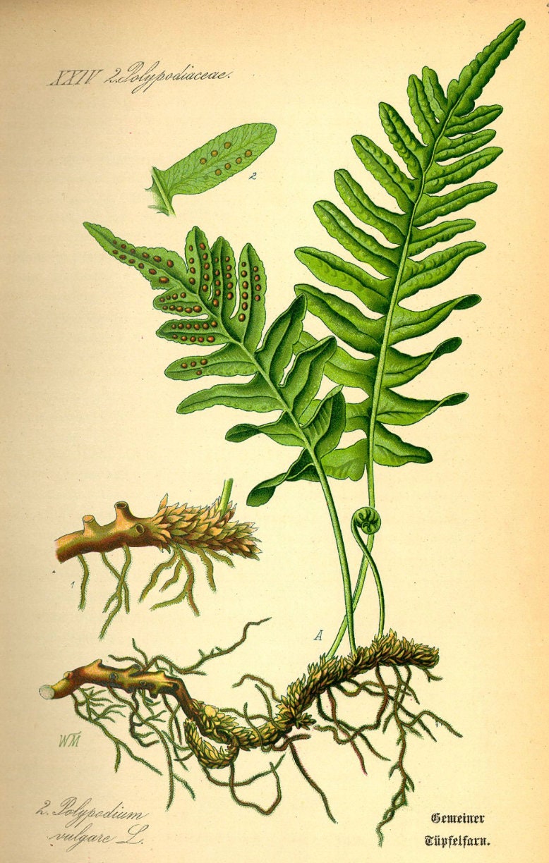 Liquorice fern, Polypodium vulgare rhizomes with Phytosanitary certification and Passport, grown by moss supplier