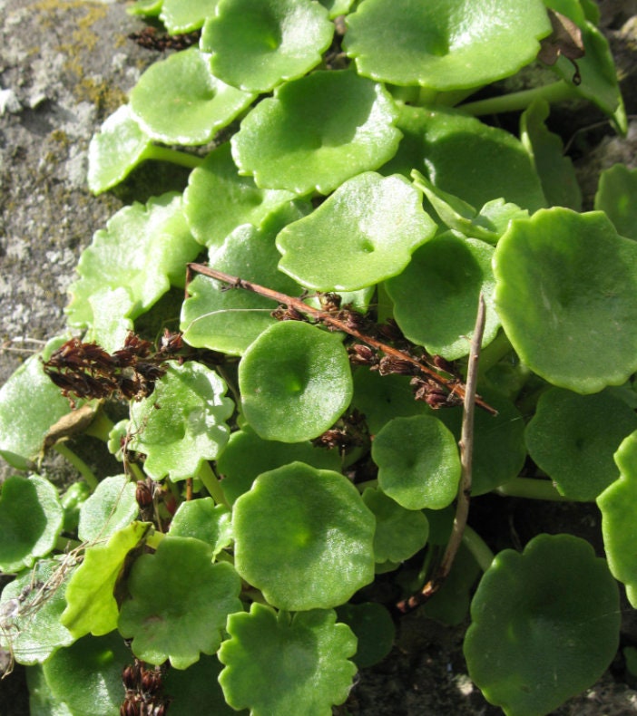 3 Umbilicus rupestris tuberous roots, the navelwort, penny-pies or wall pennywort, Perfect for terrariums vivariums and rock wall gardens!