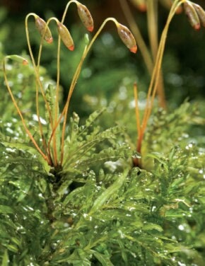 Terrarium moss plagiomnium undulatum moss with Phytosanitary certification and Passport, grown by moss supplier