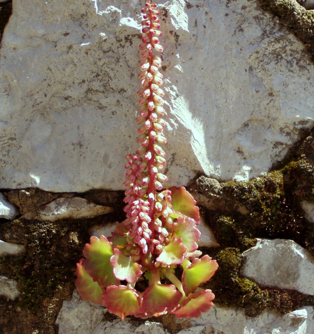 3 Umbilicus rupestris tuberous roots, the navelwort, penny-pies or wall pennywort, Perfect for terrariums vivariums and rock wall gardens!