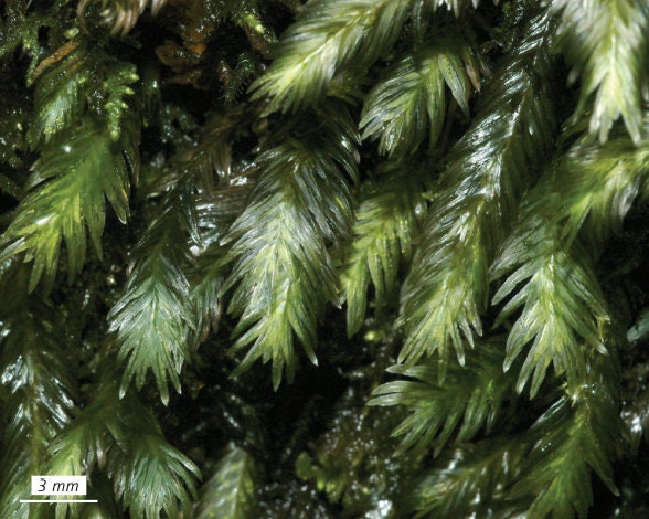 Terrarium moss Fissidens polyphyllus with Phytosanitary certification and Passport, grown by moss supplier