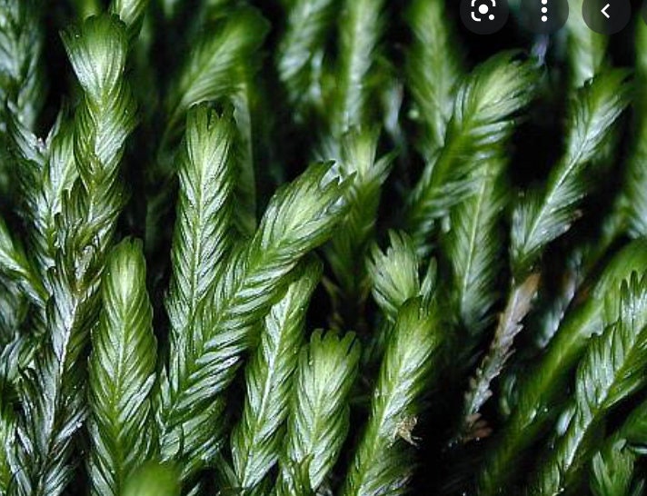 Terrarium moss Fissidens polyphyllus with Phytosanitary certification and Passport, grown by moss supplier