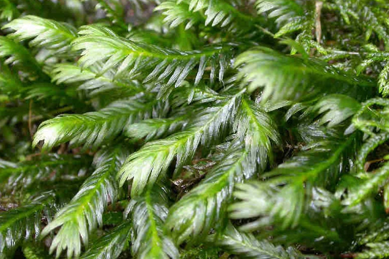 Terrarium moss Fissidens polyphyllus with Phytosanitary certification and Passport, grown by moss supplier