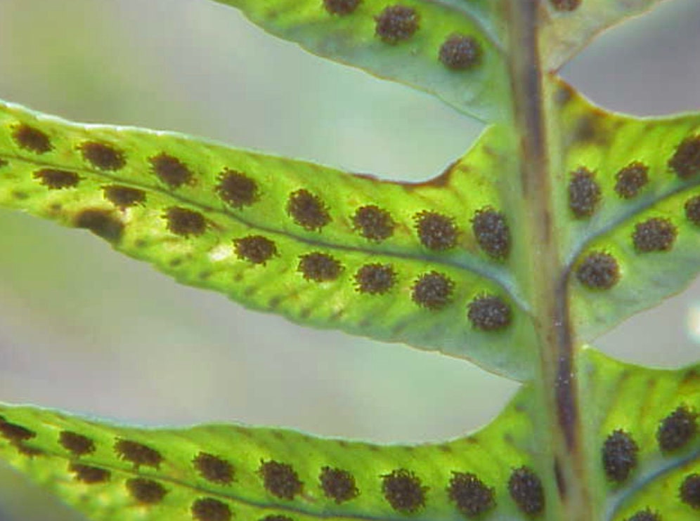 Liquorice fern, Polypodium vulgare rhizomes with Phytosanitary certification and Passport, grown by moss supplier