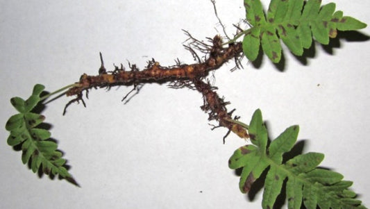 Liquorice fern, Polypodium vulgare rhizomes with Phytosanitary certification and Passport, grown by moss supplier