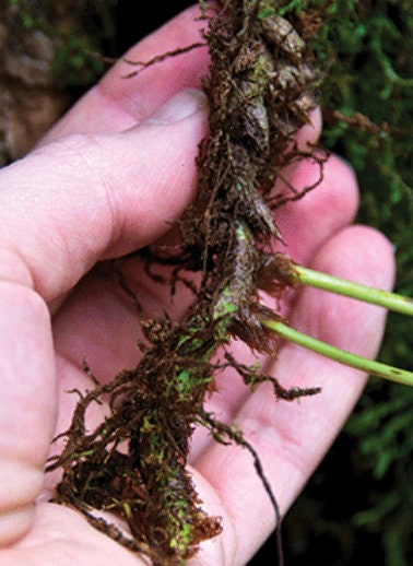 Liquorice fern, Polypodium vulgare rhizomes with Phytosanitary certification and Passport, grown by moss supplier