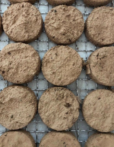 Terrarium liverwort Porella platyphylla with Phytosanitary certification and Passport, grown by moss supplier