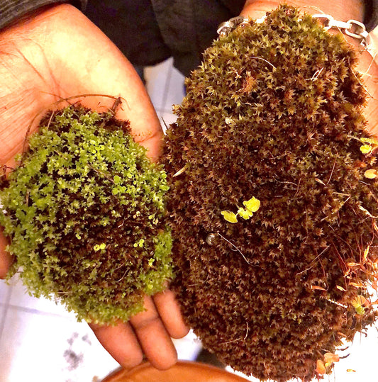 Terrarium moss Bryoerythrophyllum ferruginascens, with Phytosanitary certification and Passport, grown by moss supplier