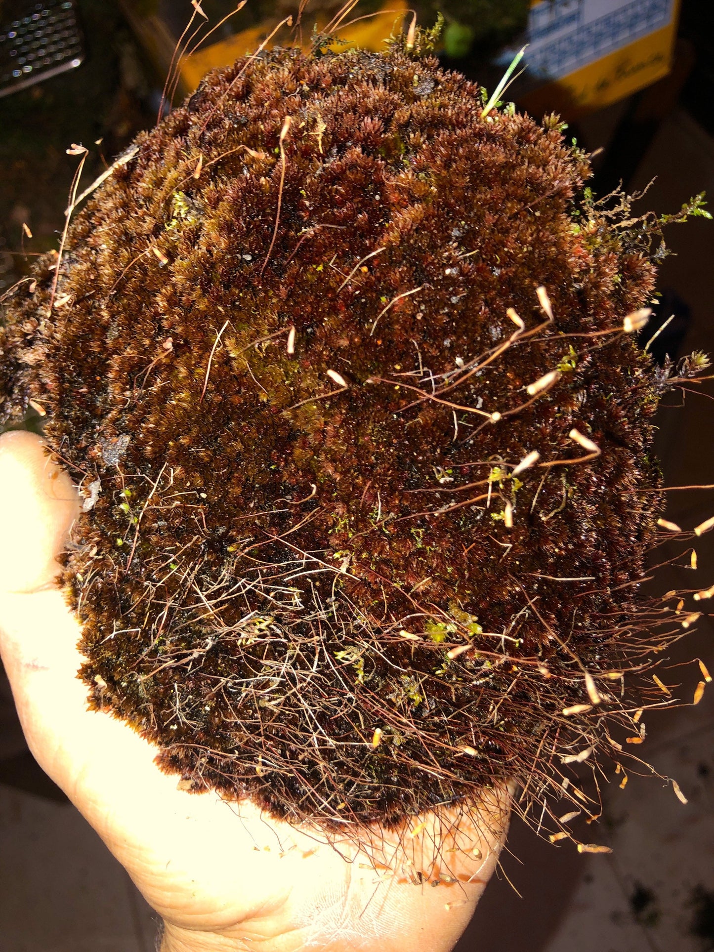 Terrarium moss Bryoerythrophyllum ferruginascens, with Phytosanitary certification and Passport, grown by moss supplier