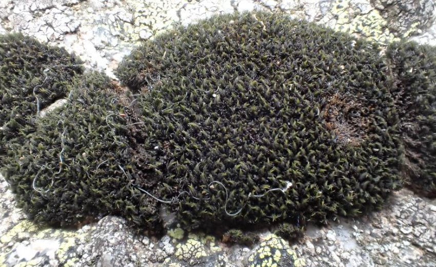 Terrarium moss Black Grimmia torquata with Phytosanitary certification and Passport, grown by moss supplier