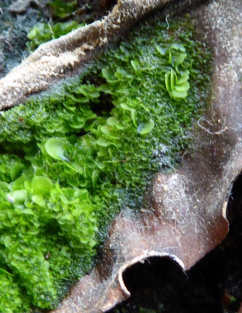 1 plant of Asplenium scolopendrium with Phytosanitary certification and Passport, grown by moss supplier