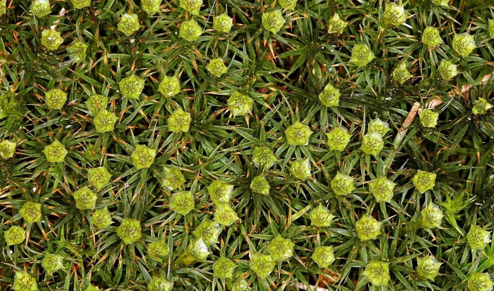Terrarium moss Polytrichum strictum, with Phytosanitary certification and Passport, grown by moss supplier