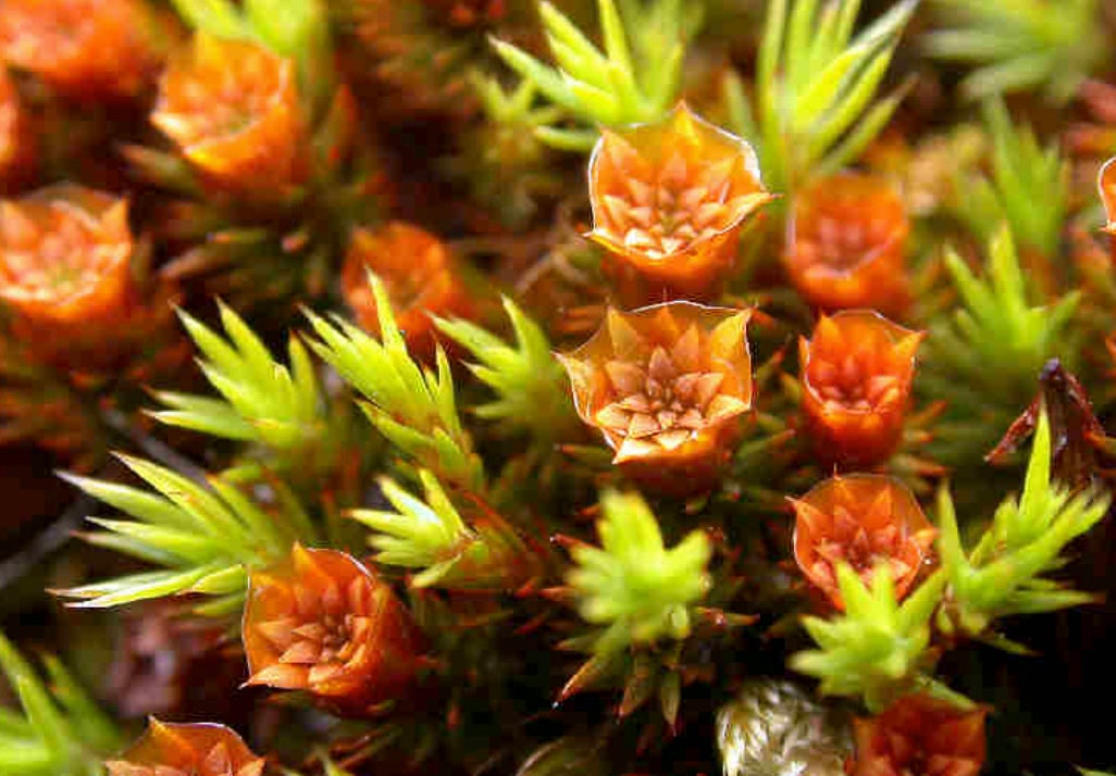 Terrarium moss Polytrichum strictum, with Phytosanitary certification and Passport, grown by moss supplier