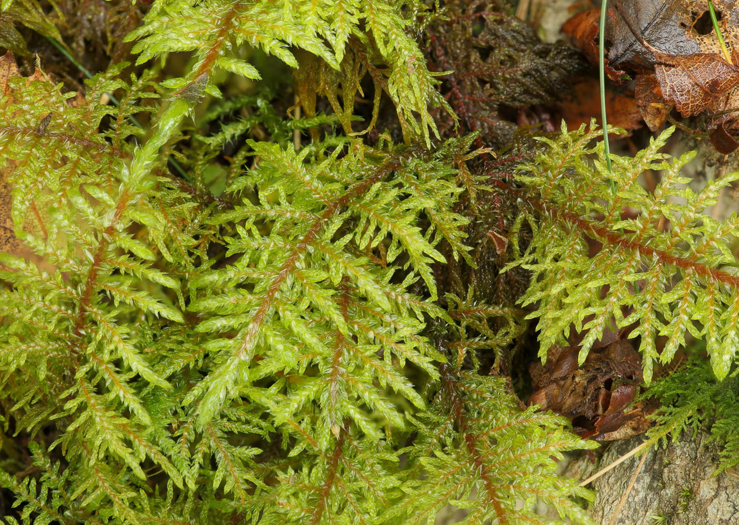 Terrarium moss Hylocomium splendens with Phytosanitary certification and Passport, grown by moss supplier