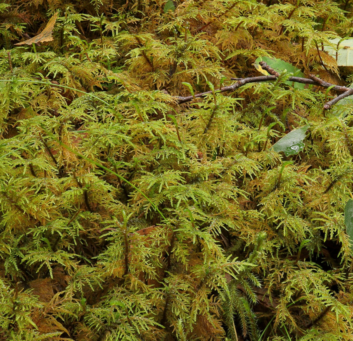 Terrarium moss Hylocomium splendens with Phytosanitary certification and Passport, grown by moss supplier