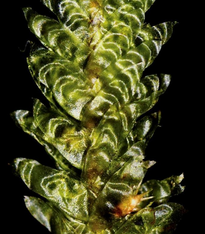 Terrarium hanging moss Neckera crispa, with Phytosanitary certification and Passport, grown by moss supplier