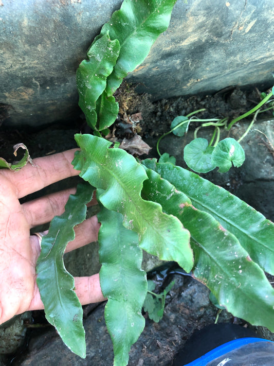 1 plant of Asplenium scolopendrium with Phytosanitary certification and Passport, grown by moss supplier