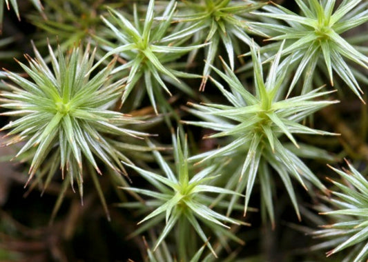Terrarium moss Polytrichum strictum, with Phytosanitary certification and Passport, grown by moss supplier