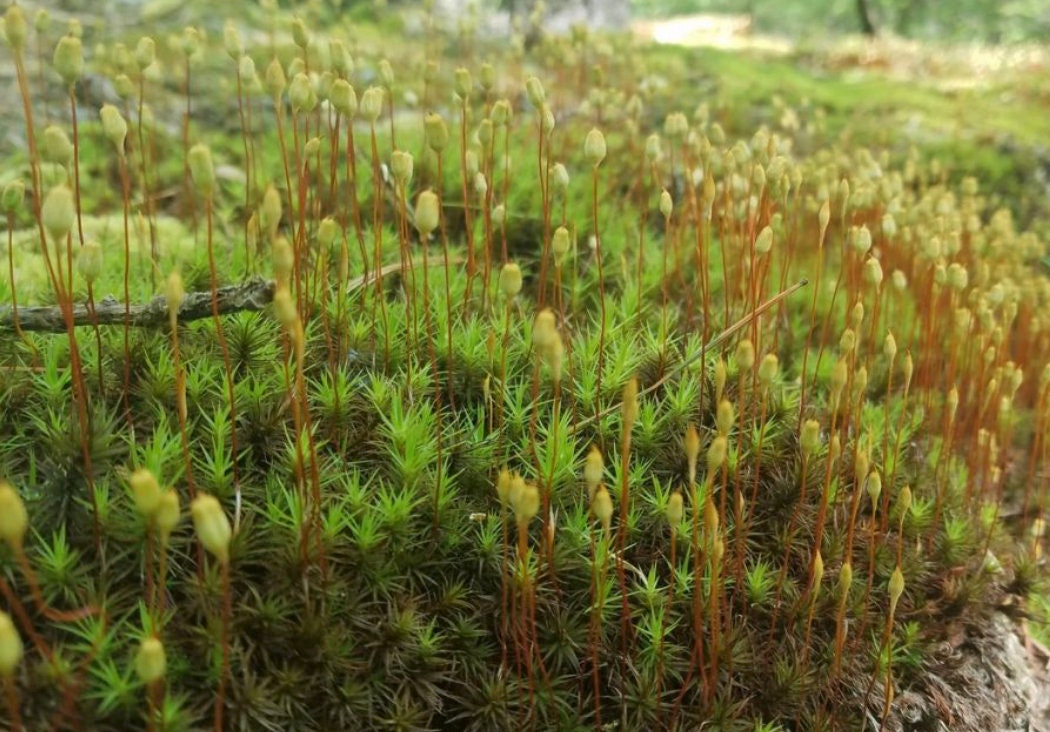 Terrarium moss Polytrichum strictum, with Phytosanitary certification and Passport, grown by moss supplier