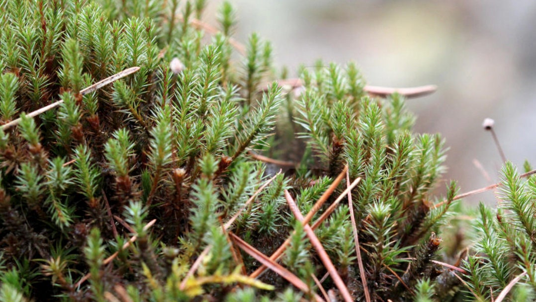 Terrarium moss Polytrichum strictum, with Phytosanitary certification and Passport, grown by moss supplier