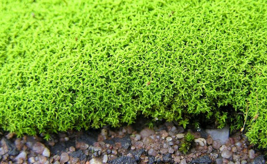 Terrarium moss Barbula unguiculata, with Phytosanitary certification and Passport, grown by moss supplier