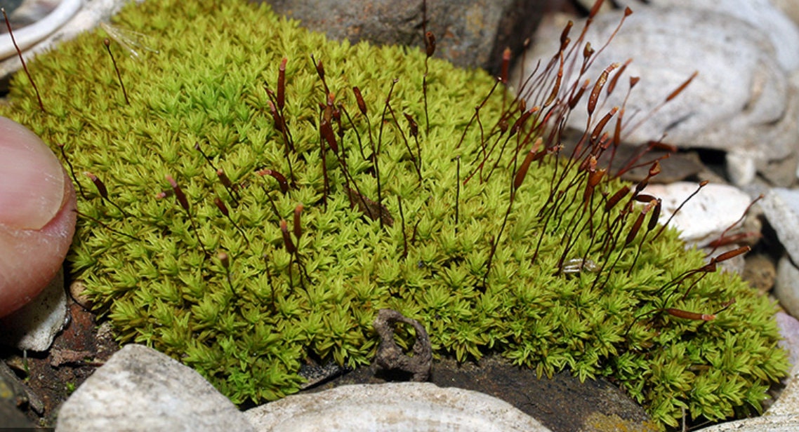 Terrarium moss Barbula unguiculata, with Phytosanitary certification and Passport, grown by moss supplier