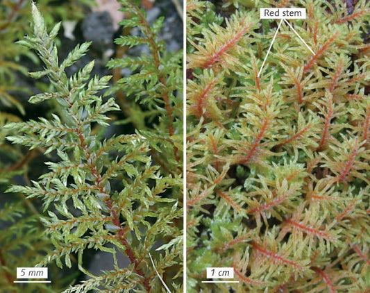 Terrarium moss Hylocomium splendens with Phytosanitary certification and Passport, grown by moss supplier