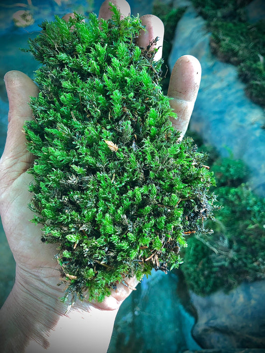Terrarium moss Aulacomnium palustre, with Phytosanitary certification and Passport, grown by moss supplier