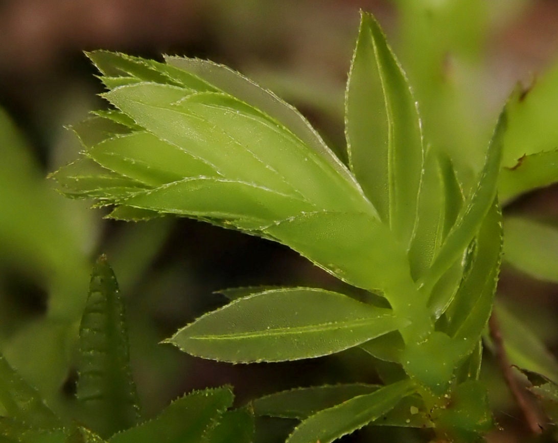 Terrarium moss Mnium hornum with Phytosanitary certification and Passport, grown by moss supplier