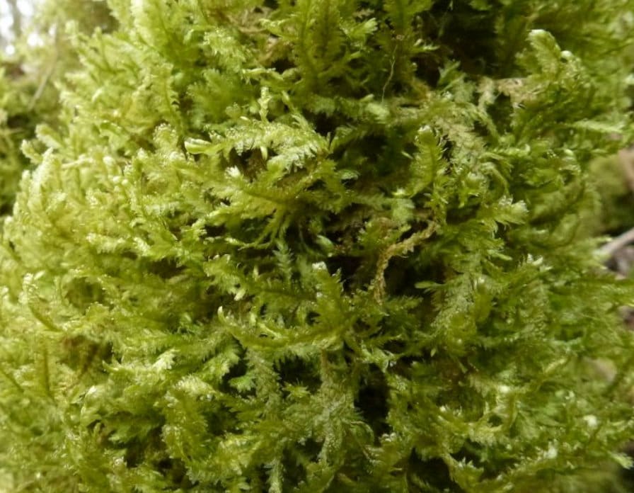 Terrarium hanging moss Neckera crispa, with Phytosanitary certification and Passport, grown by moss supplier