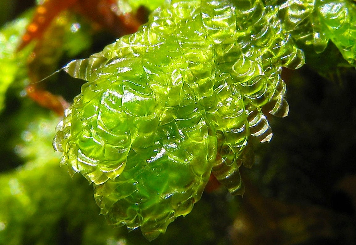Terrarium hanging moss Neckera crispa, with Phytosanitary certification and Passport, grown by moss supplier