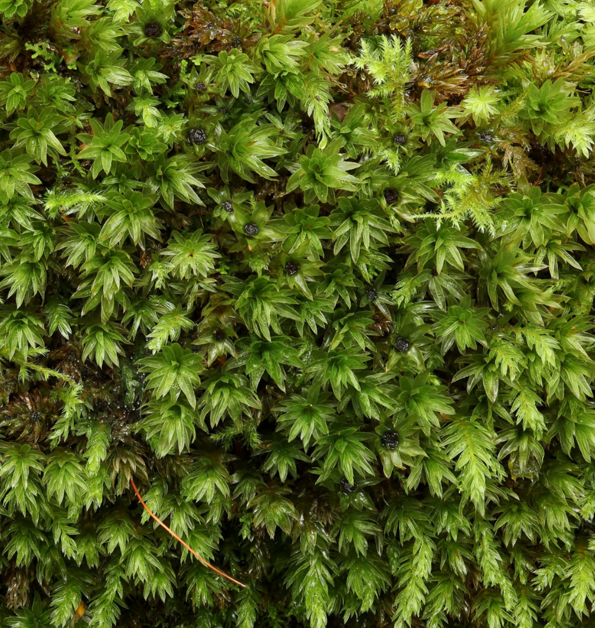 Terrarium moss Mnium hornum with Phytosanitary certification and Passport, grown by moss supplier