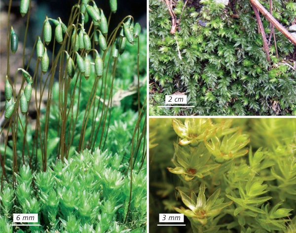 Terrarium moss Mnium hornum with Phytosanitary certification and Passport, grown by moss supplier