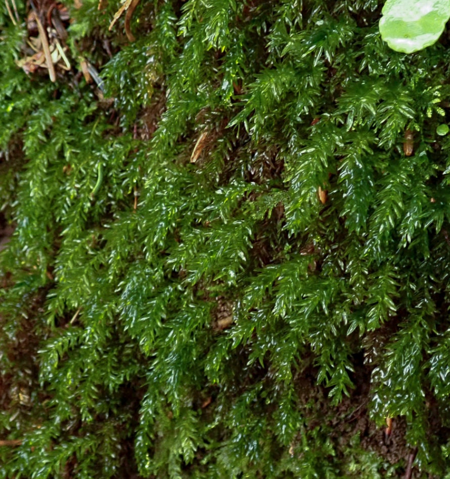 Terrarium moss Mnium hornum with Phytosanitary certification and Passport, grown by moss supplier