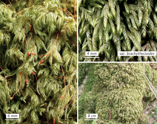 Tiny Tree terrarium moss - Isothecium myosuroides, with Phytosanitary certification and Passport, grown by moss supplier