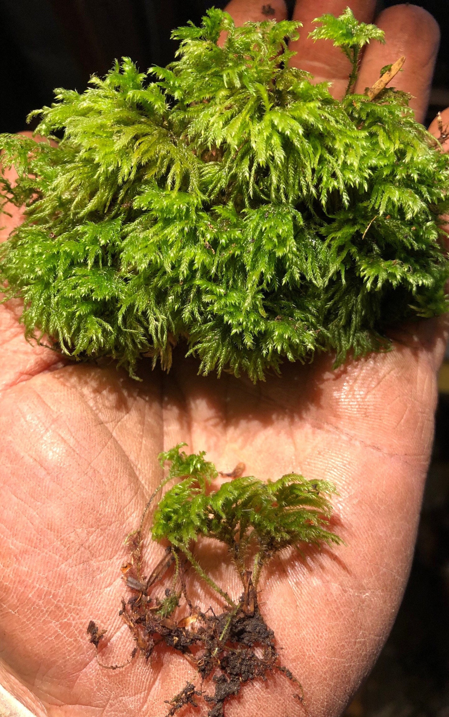 Tiny Tree terrarium moss - Isothecium myosuroides, with Phytosanitary certification and Passport, grown by moss supplier