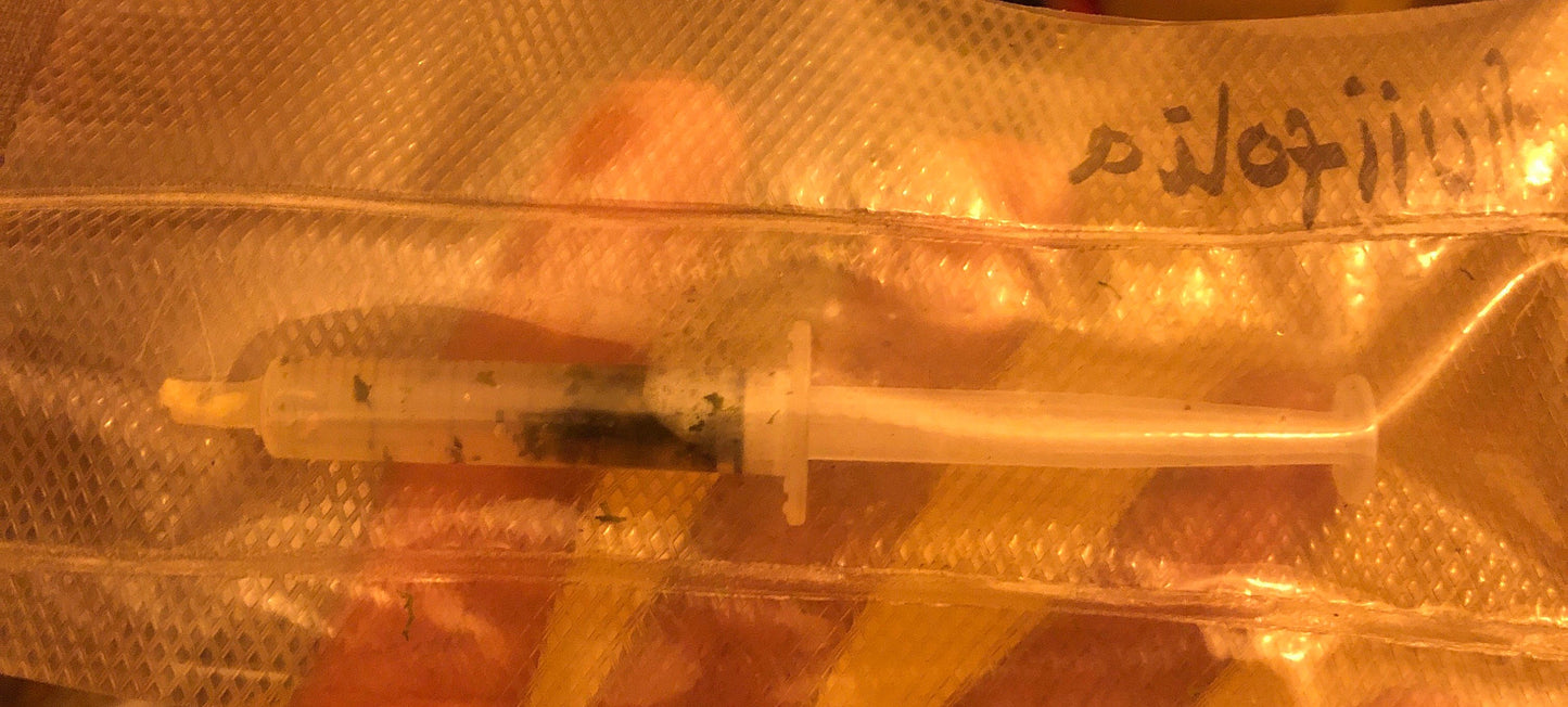 Terrarium Liverwort Endiviifolia with Phytosanitary certification and Passport, grown by moss supplier